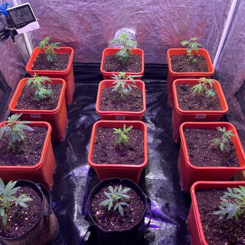 Gaslight/Bourbon growlog timeline photo