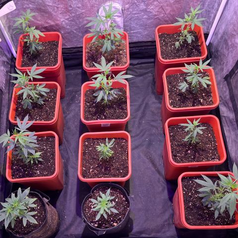 Gaslight/Bourbon growlog timeline photo