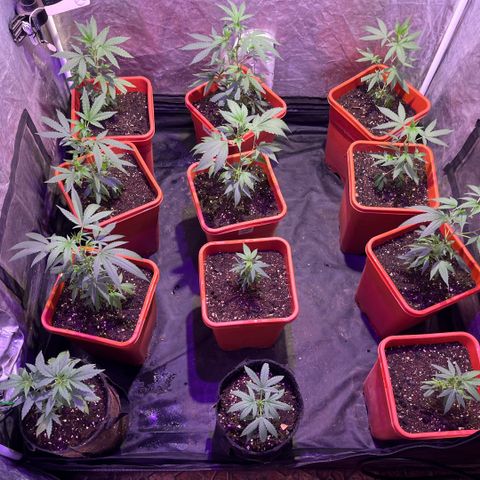 Gaslight/Bourbon growlog timeline photo