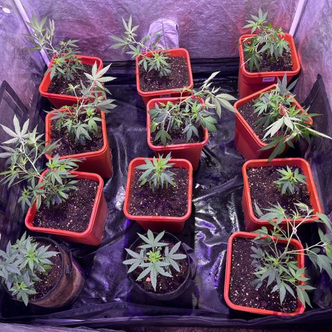 Gaslight/Bourbon growlog timeline photo