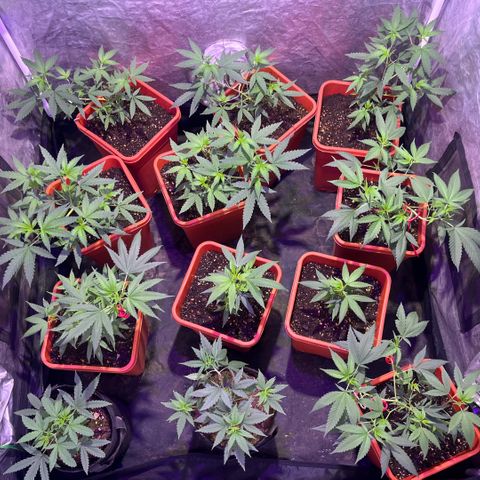 Gaslight/Bourbon growlog timeline photo
