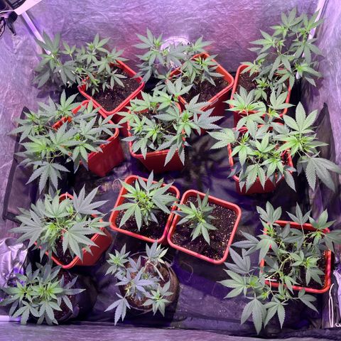 Gaslight/Bourbon growlog timeline photo