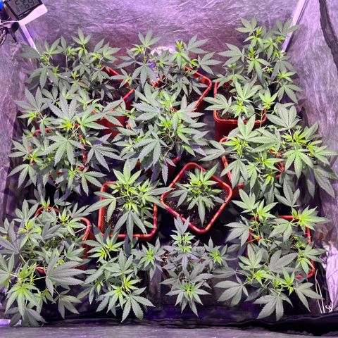 Gaslight/Bourbon growlog timeline photo