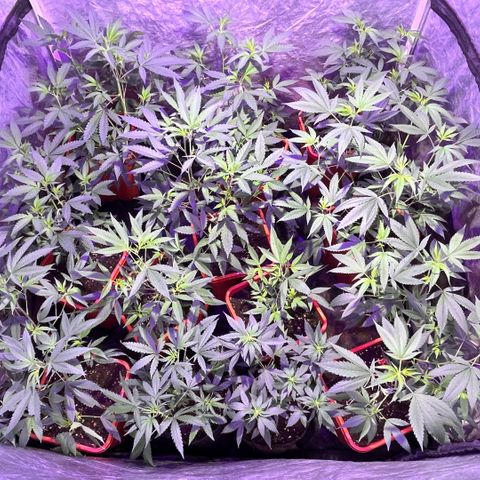 Gaslight/Bourbon growlog timeline photo