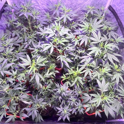 Gaslight/Bourbon growlog timeline photo