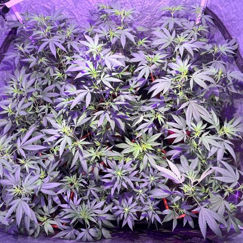 Gaslight/Bourbon growlog timeline photo