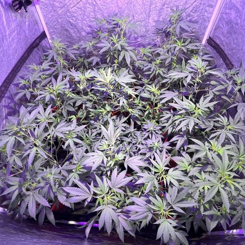 Gaslight/Bourbon growlog timeline photo