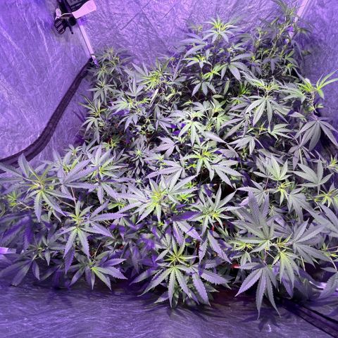 Gaslight/Bourbon growlog timeline photo