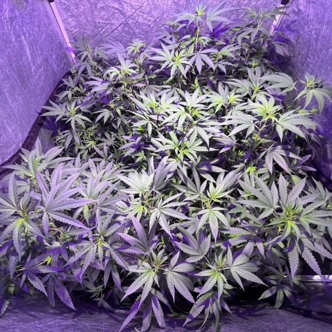 Gaslight/Bourbon growlog timeline photo