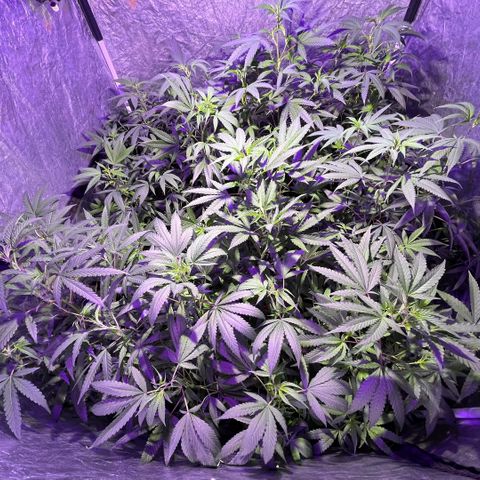 Gaslight/Bourbon growlog timeline photo