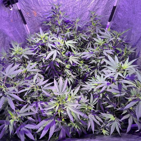 Gaslight/Bourbon growlog timeline photo