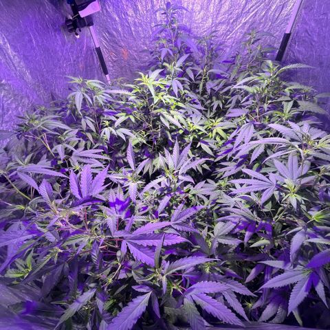 Gaslight/Bourbon growlog timeline photo