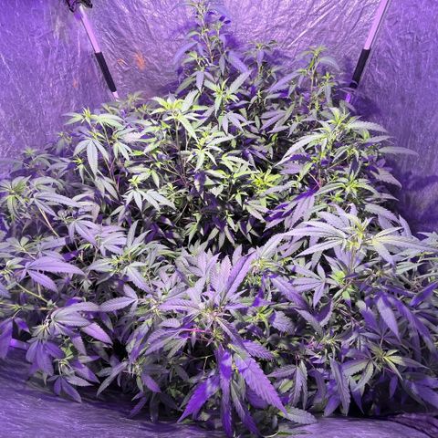 Gaslight/Bourbon growlog timeline photo