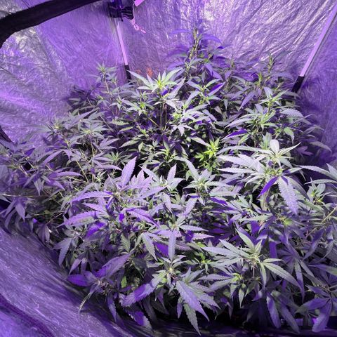 Gaslight/Bourbon growlog timeline photo