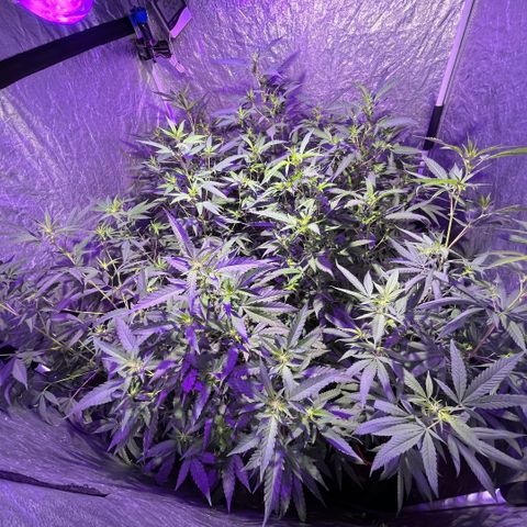 Gaslight/Bourbon growlog timeline photo