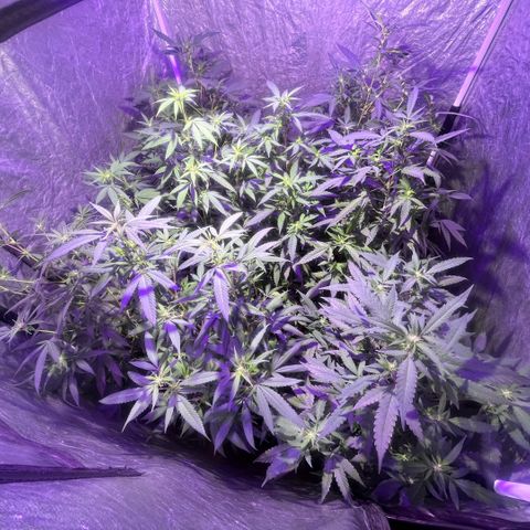 Gaslight/Bourbon growlog timeline photo