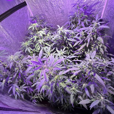 Gaslight/Bourbon growlog timeline photo