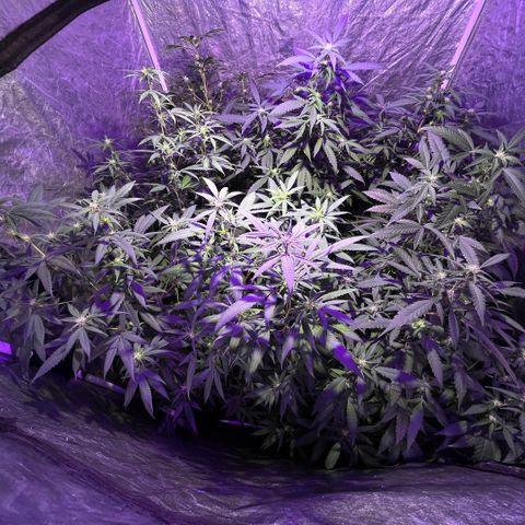 Gaslight/Bourbon growlog timeline photo