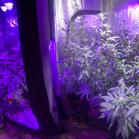 Gaslight/Bourbon growlog timeline photo