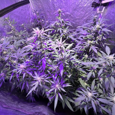 Gaslight/Bourbon growlog timeline photo
