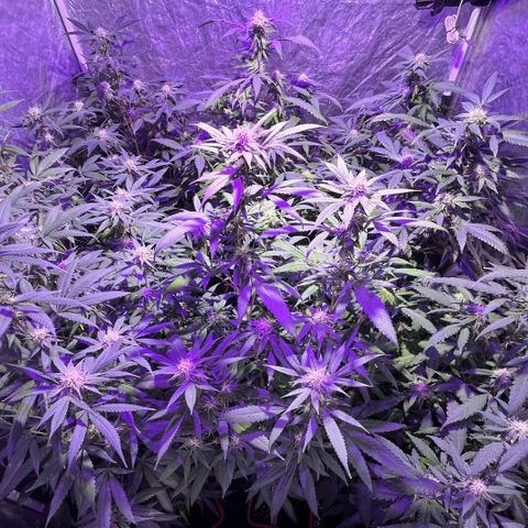 Gaslight/Bourbon growlog timeline photo