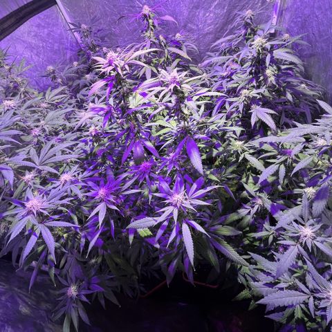 Gaslight/Bourbon growlog timeline photo