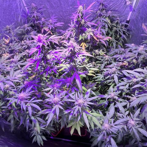 Gaslight/Bourbon growlog timeline photo