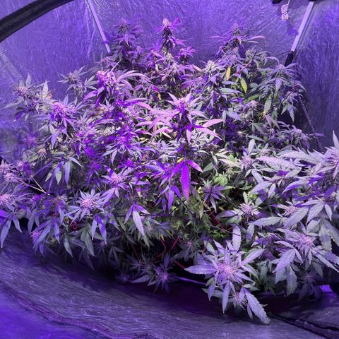 Gaslight/Bourbon growlog timeline photo