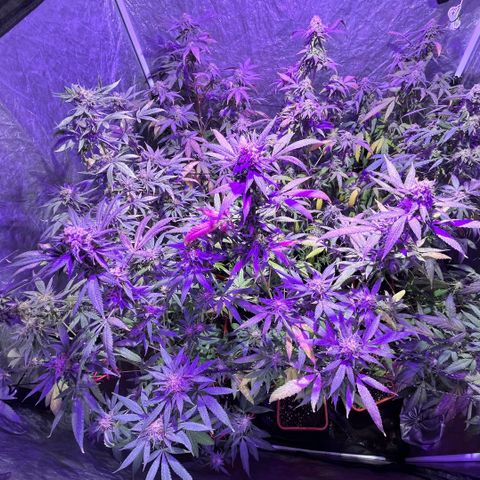 Gaslight/Bourbon growlog timeline photo