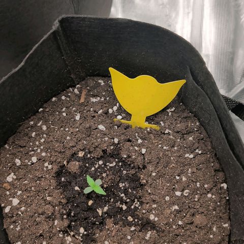 Northern Light Automatic #3 growlog timeline photo