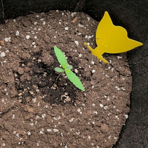 Northern Light Automatic #3 growlog timeline photo