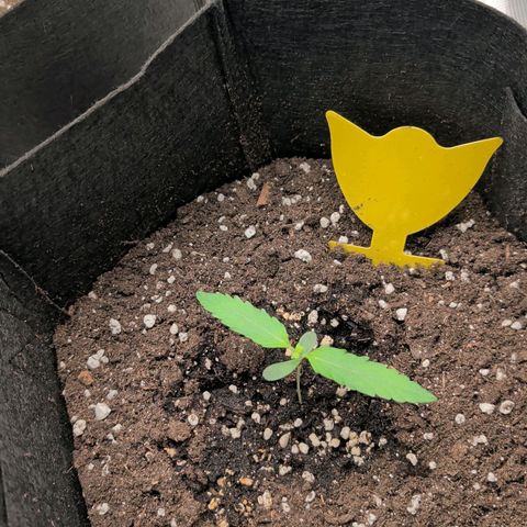 Northern Light Automatic #3 growlog timeline photo