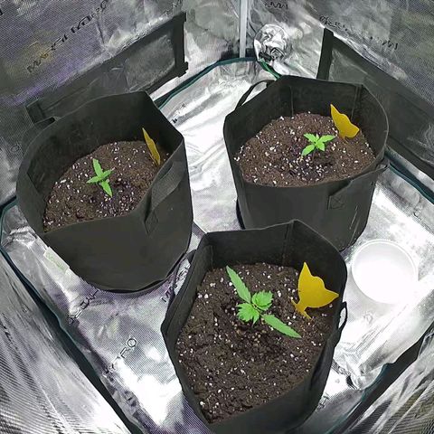 Northern Light Automatic #3 growlog timeline photo
