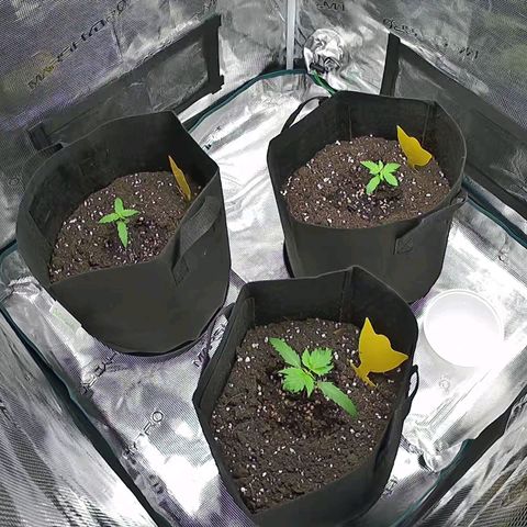 Northern Light Automatic #3 growlog timeline photo