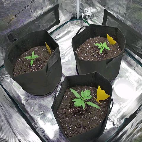 Northern Light Automatic #3 growlog timeline photo