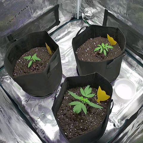 Northern Light Automatic #3 growlog timeline photo