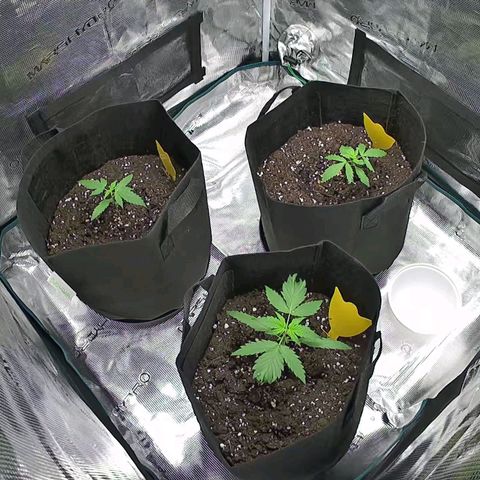 Northern Light Automatic #3 growlog timeline photo