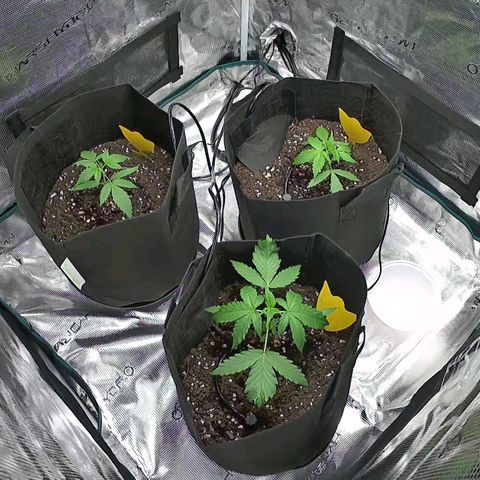 Northern Light Automatic #3 growlog timeline photo