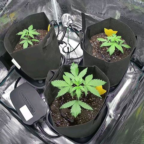 Northern Light Automatic #3 growlog timeline photo