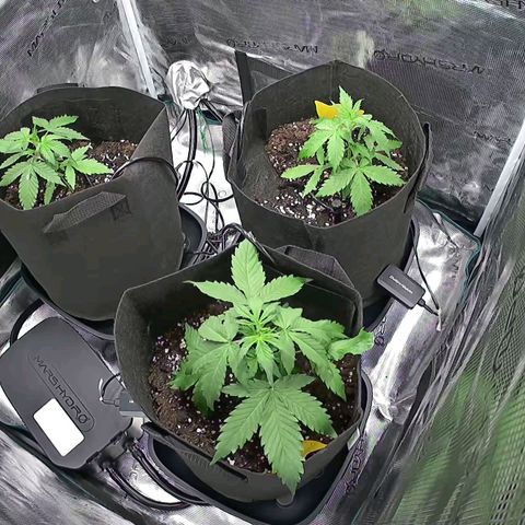 Northern Light Automatic #3 growlog timeline photo