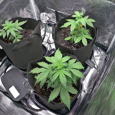 Northern Light Automatic #3 growlog timeline photo