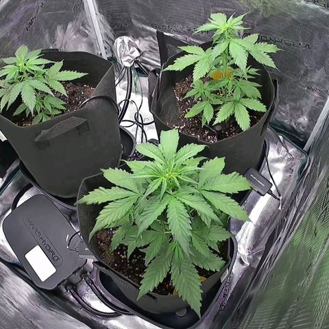 Northern Light Automatic #3 growlog timeline photo