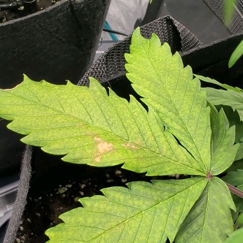 Northern Light Automatic #3 growlog timeline photo