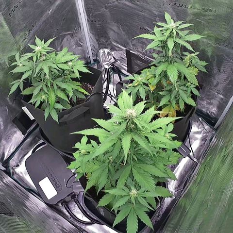 Northern Light Automatic #3 growlog timeline photo