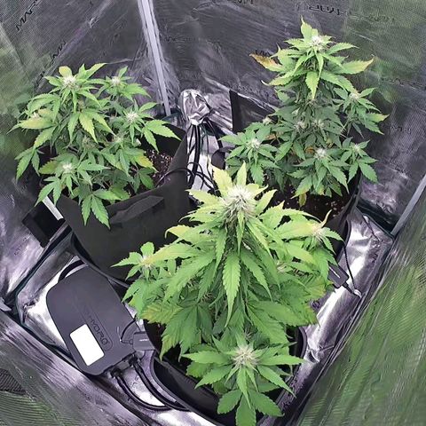 Northern Light Automatic #3 growlog timeline photo