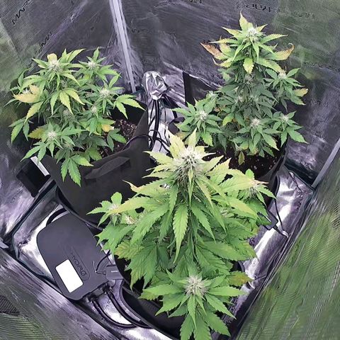 Northern Light Automatic #3 growlog timeline photo