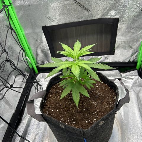 God Bud growlog timeline photo