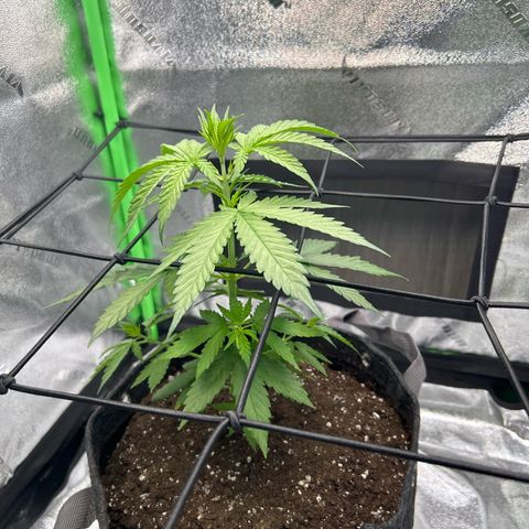 God Bud growlog timeline photo
