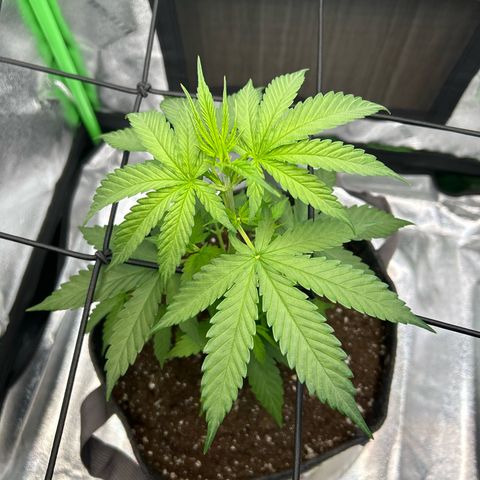God Bud growlog timeline photo