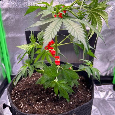 God Bud growlog photo: More training 